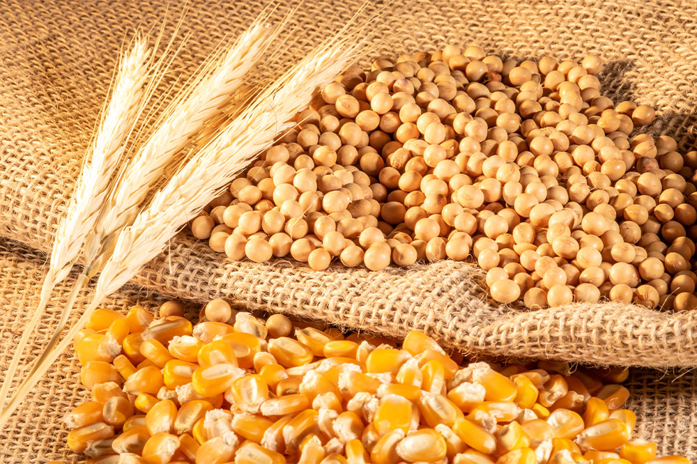 Rheumatoid arthritis – Foods to avoid